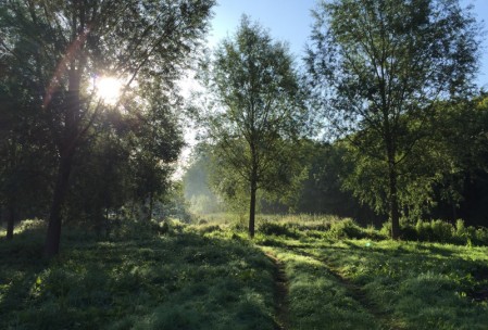 Early morning sunlight
